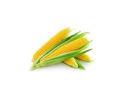 Chaalli  Green Maize Corn Bhuta  Makai per kg