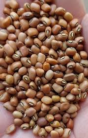 Desi Rawan Lobia 250 gram